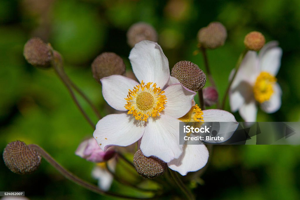 Japanese Anemone Japanese Anemone (Anemone hupehensis var. japonica) Anemone Flower Stock Photo
