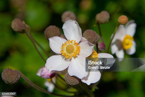 Japanese Anemone Stock Photo - Download Image Now - Anemone Flower, Flower, Flowerbed