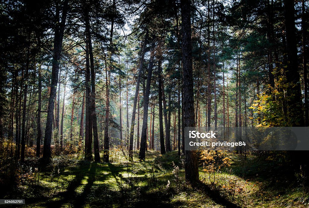 Forest in Latvia Latvian forest in autumn Autumn Stock Photo