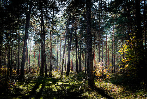 Forest in Latvia stock photo