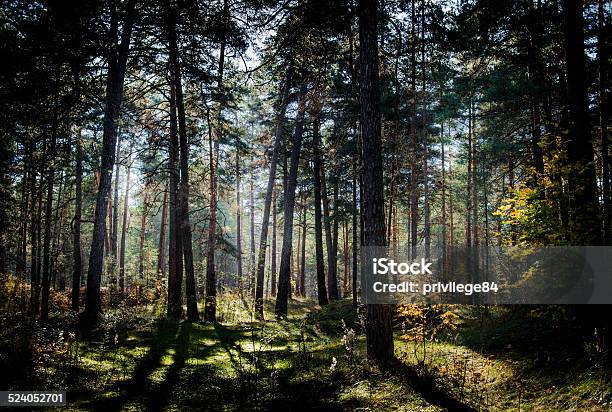 Forest In Latvia Stock Photo - Download Image Now - Autumn, Beauty In Nature, Branch - Plant Part