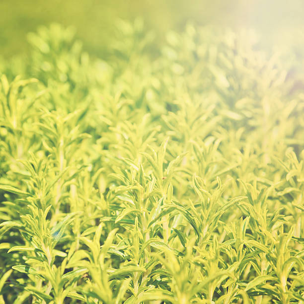 istock Grass plant on summer morning sunrise. Vintage retro style 524053887
