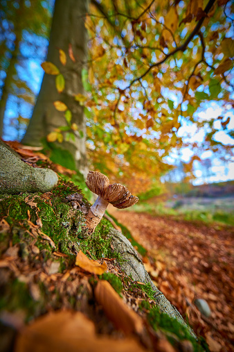 A big mushroom in a beech forest early november. Selective focus on the mushroom.