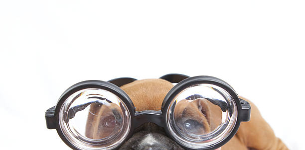 istock Boxer Dog In Glasses 524067019