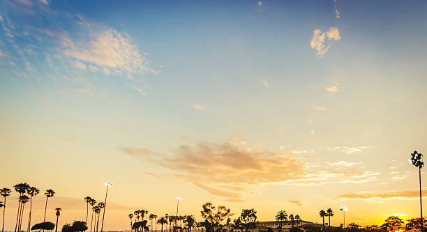 istock Tropical palm tree on Venice beach - los angeles 524067707