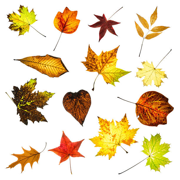 istock Colorful autumn leaves collage 524068251