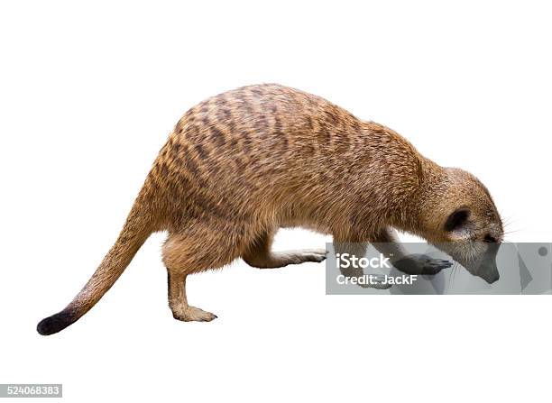 Suricate ます。 絶縁型、白色 - ストックフォト・写真素材...