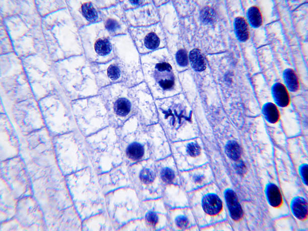 istock Lily anter slide showing the chromosomes 524068579