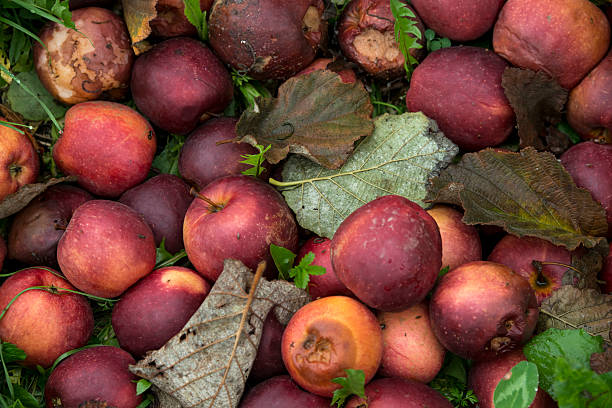 schlechte äpfel - rotting food mold fruit stock-fotos und bilder