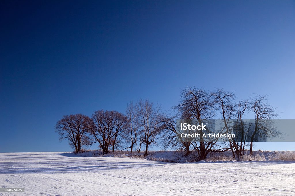 winter landscape winter landscape with trees and blue sky Agricultural Field Stock Photo