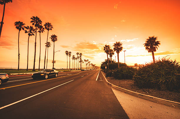 Tropical palm tree on santa barbara - los angeles Tropical palm tree on santa barbara - los angeles sunset strip stock pictures, royalty-free photos & images