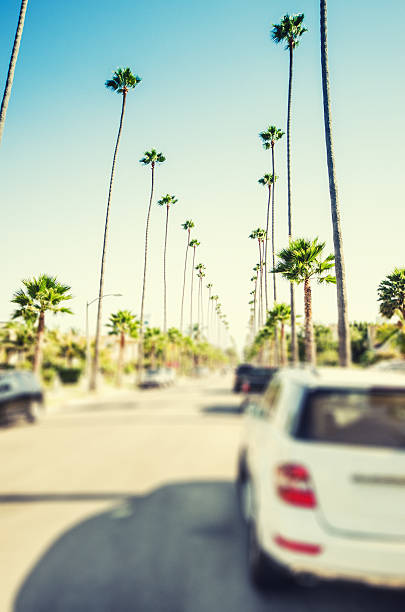 istock Palm tree at sunset on Beverly Hills, California - USA 524069451