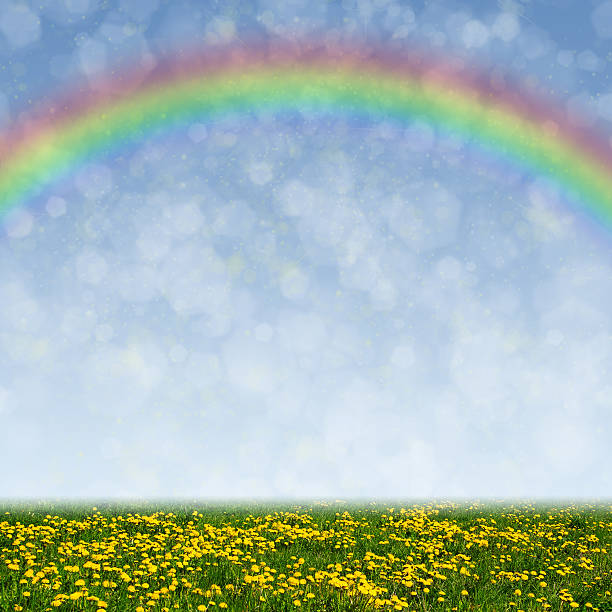 istock Dandelion field, blue sky and rainbow as a background 524069893
