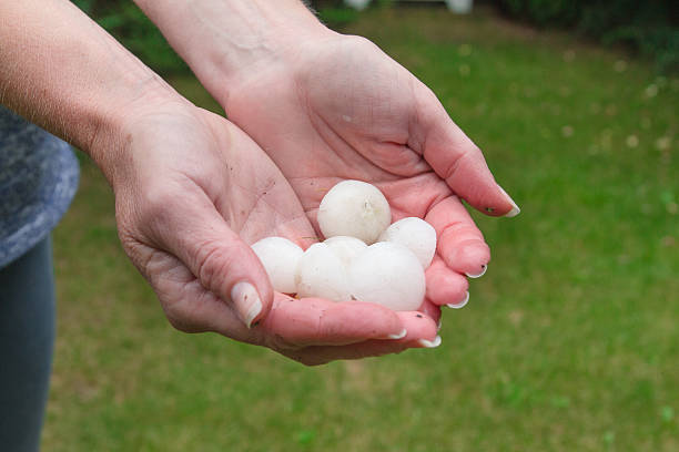 istock Real hail ball in hands after storm 524070461