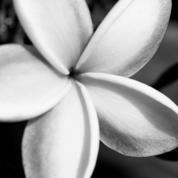 istock B&WPink and Yellow Plumeria Close-up copy copy 524070619
