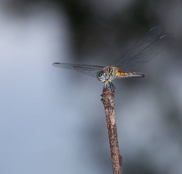 上質な空間 - wing dragonfly animal eye blue ストックフォトと画像