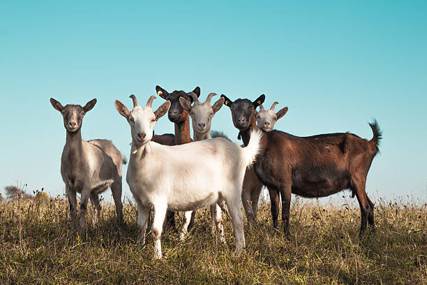Group of goats brown and white goats on grazing land in the summer goat photos stock pictures, royalty-free photos & images