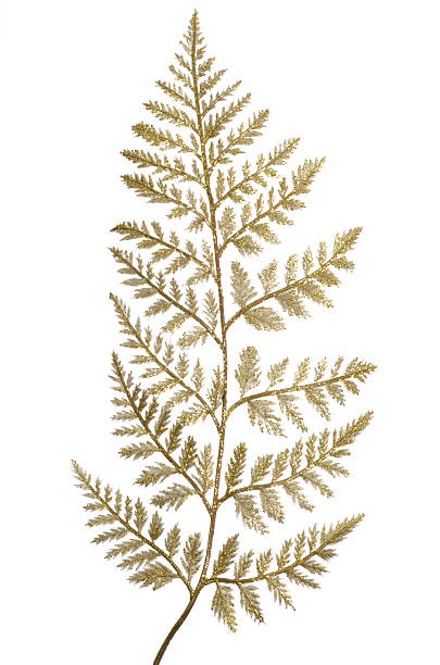 istock Christmas decorative golden leaves 524084951