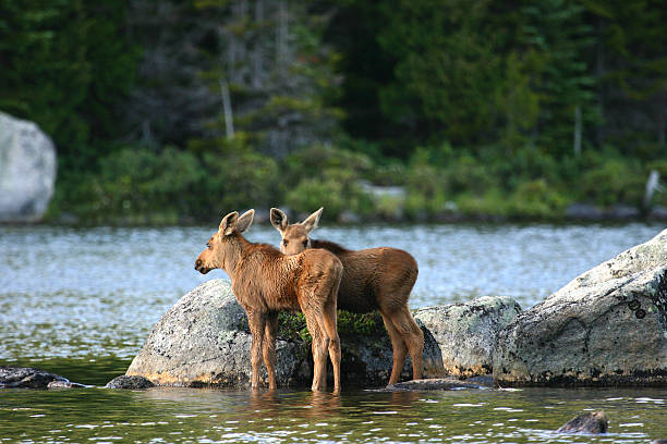 Moose Calves in Baxter State Park stock photo