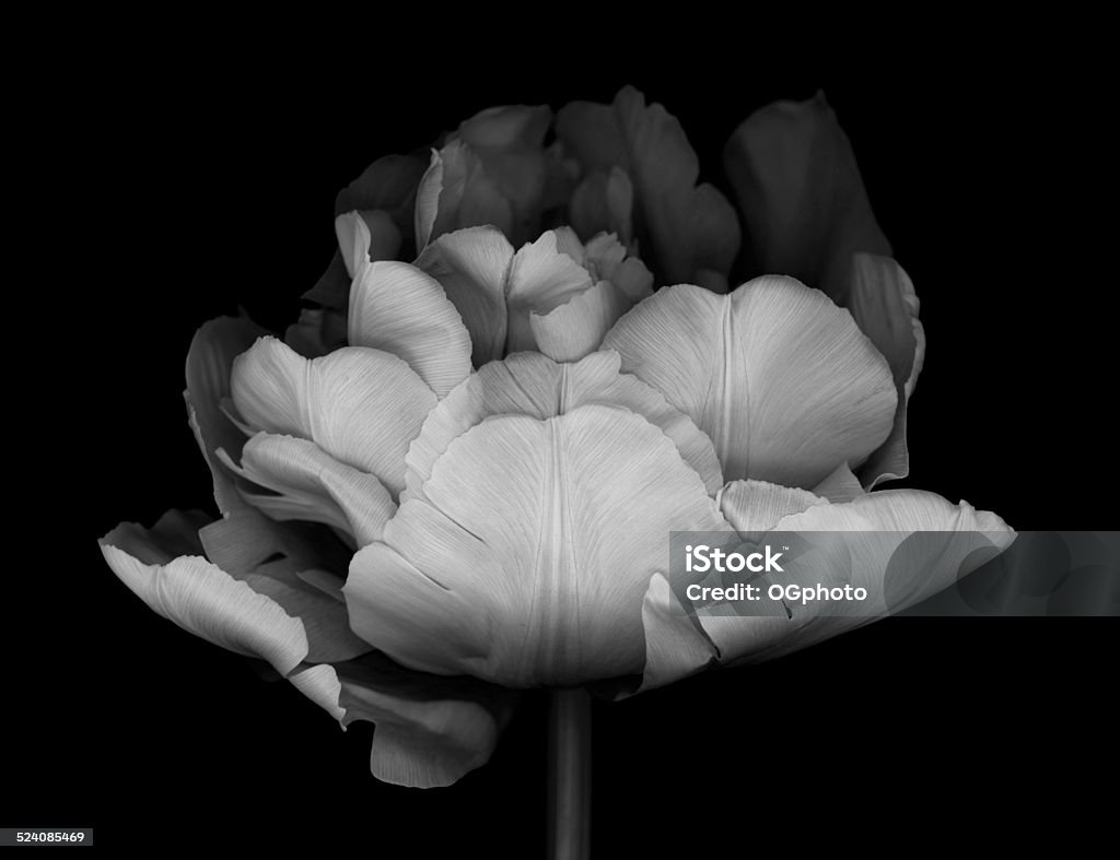 XXXL: Monocrhome Tulipa dupla - Foto de stock de Flor royalty-free