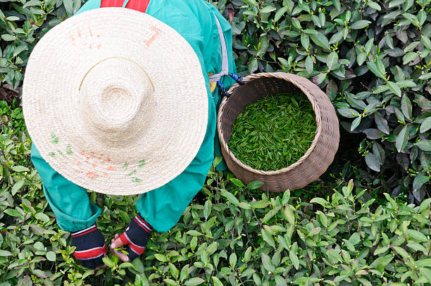 China tea plucking women workers in picking tea leaves