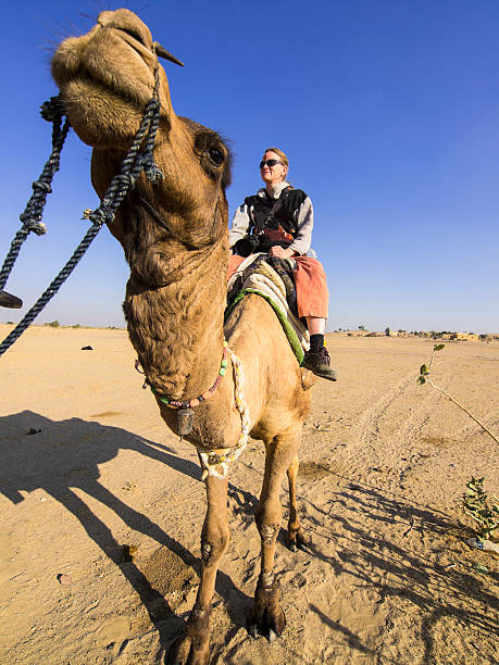 istock Camel Rider in the Desert 524087015