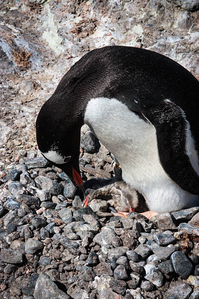 gentoo penguins mit frisch hatched chick - pebble gentoo penguin antarctica penguin stock-fotos und bilder