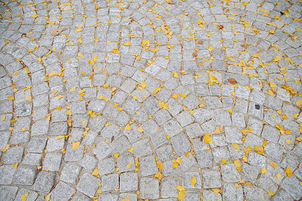 istock Ginkgo leaves on the Cobble Stones 524087603