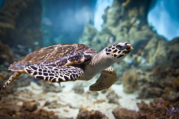 eretmochelys imbricata - hawksbill turtle fotografías e imágenes de stock