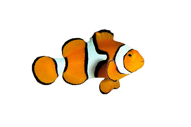 echter clownfisch mit weißen und schwarzen streifen auf weißem hintergrund - tropical fish clown fish isolated animal stock-fotos und bilder