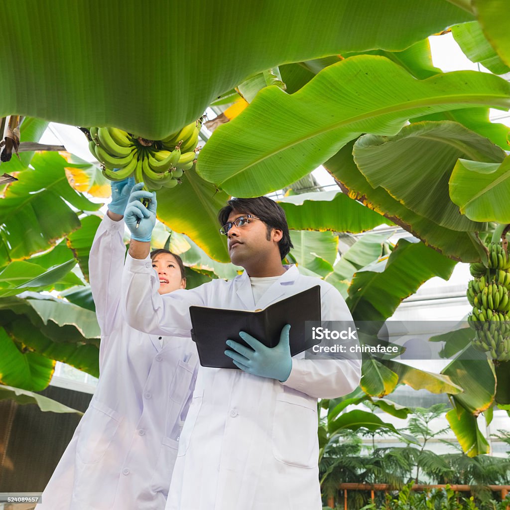 Scientist in greenhouse asian scientist in protective gear examining banana tree  in greenhouse, hong kong china. Adult Stock Photo