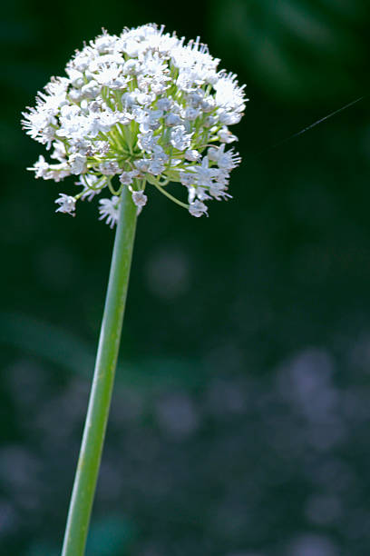istock Flower of Onion, Allium cepa 524090029