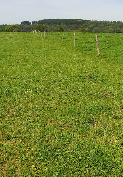 istock landscape in the summer with barbwire fence ,trees  and grass 524090249