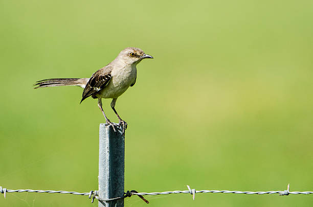 istock Mockingbird On A Fence Post Against Green Background 524090961