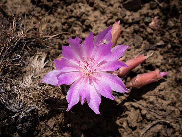 Pink wildflower in the desert of Eastern Washington Pink bitterroot wildflower in the desert of Eastern Washington lewisia rediviva stock pictures, royalty-free photos & images