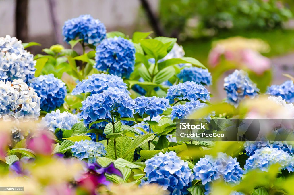 Blue hydrangea in the garden Beauty In Nature Stock Photo