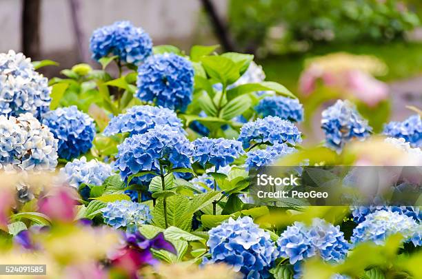 Blue Hydrangea In The Garden Stock Photo - Download Image Now - Beauty In Nature, Blossom, Blue