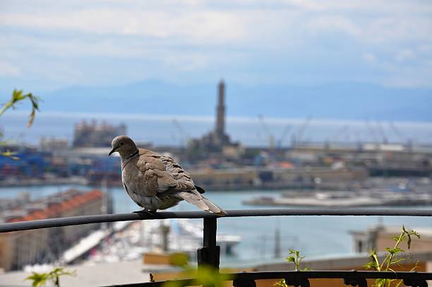 istock Pigeon and light house of Genova 524091761