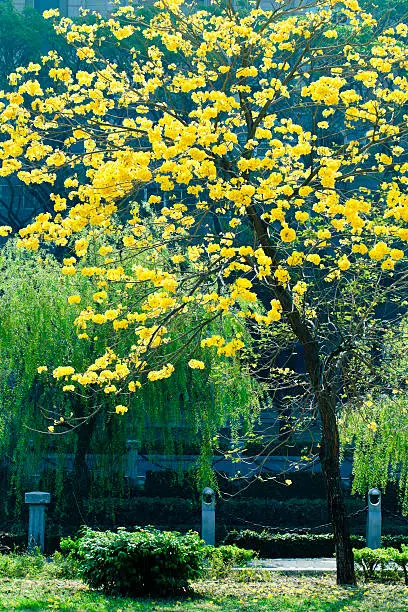 Golden Trumpet-tree.