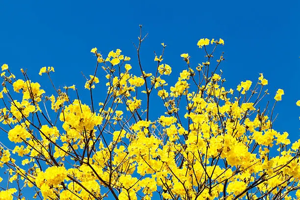 Golden Trumpet-tree.