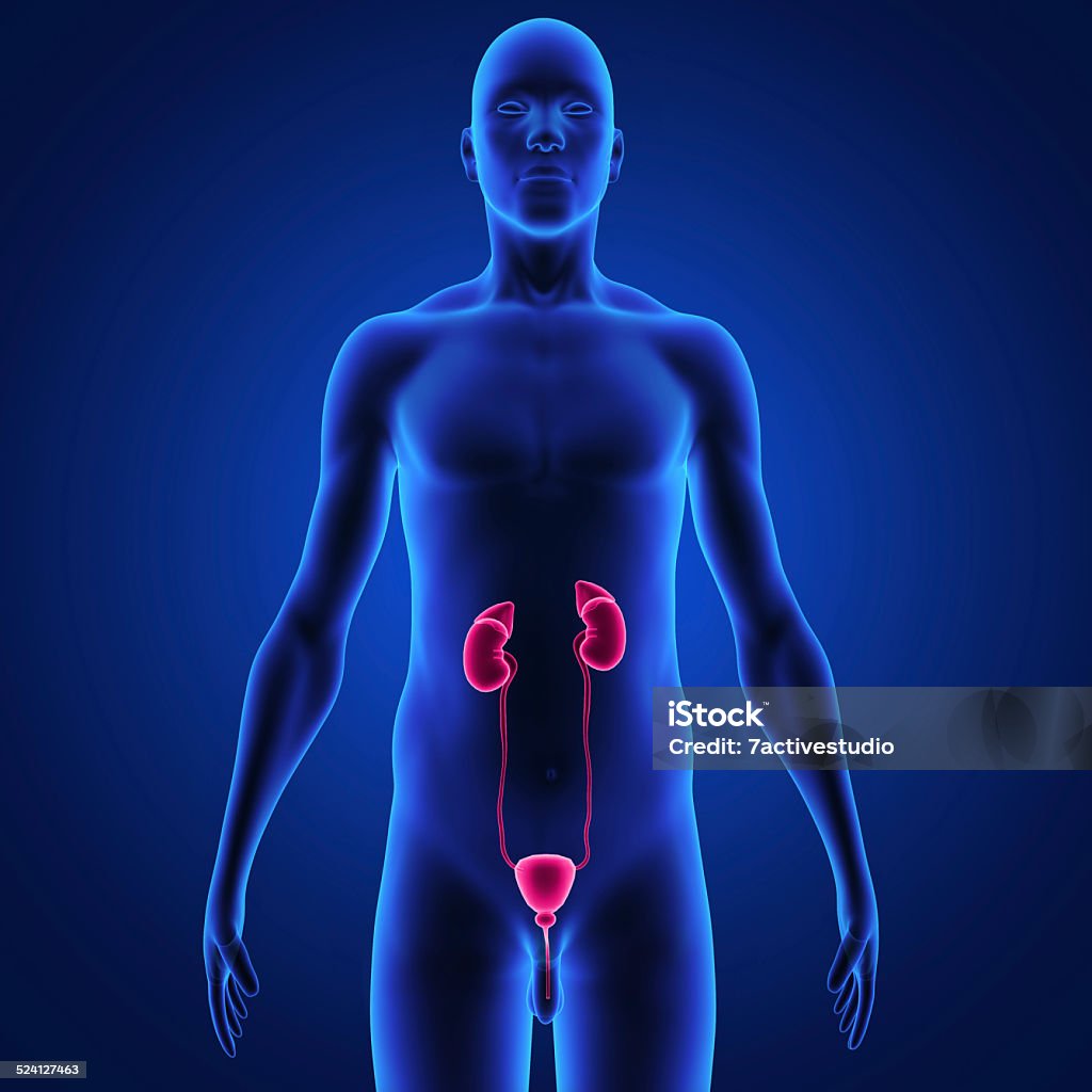 kidneys the kidneys are located in the abdominal cavity, more specifically in the paravertebral gutter and lie in a retroperitoneal position at a slightly oblique angle. There are two kidneys. One is on each side of the spine. Anatomy Stock Photo