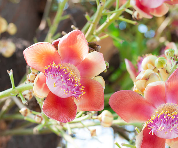istock Closeup of Cannonball flower 524127551