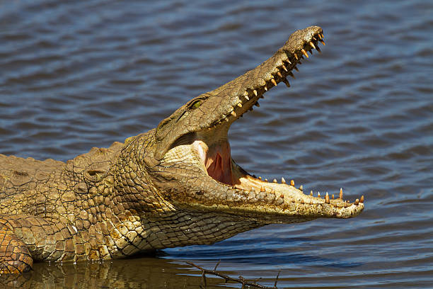 istock Nile Crocodile on the River Bank with Mouth Open 524128055