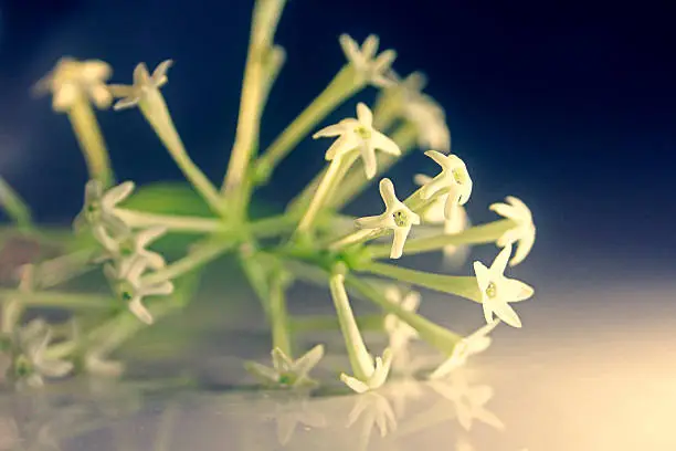 Photo of Cestrum nocturnum