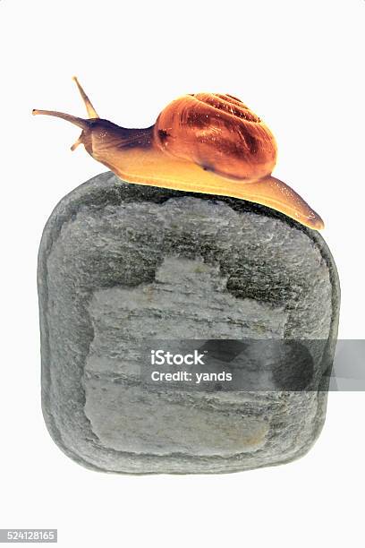 Snail On Stone Stock Photo - Download Image Now - Aiming, Aspirations, Crawling