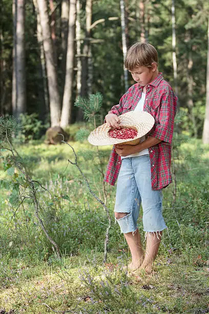 Teenage boy is choosing fresh red wildberries from straw hat. Teenage boy is looking down in yellow handmade straw hat full of ripe hard lingonberries or cowberries (Vaccinium vitis-idaea in Latin). Organic vitamin fruit from pine summer forest is just freshly collected. Boy is in burgundy red checkered shirt with short sleeves, blue ripped jeans, white shirt. Vertical image.