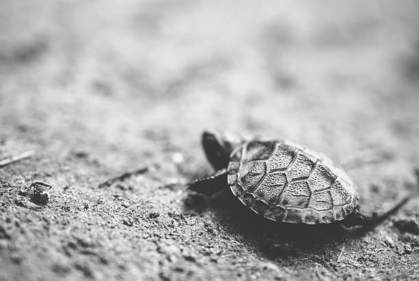 bebê tartaruga - young animal sea life amphibians animals and pets - fotografias e filmes do acervo