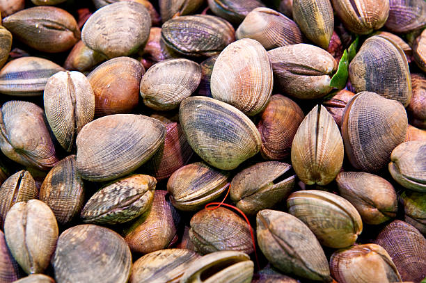 istock Fresh Clams for sale in a fish market 524129975