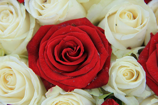 istock Red and white roses in a wedding arrangement 524129989