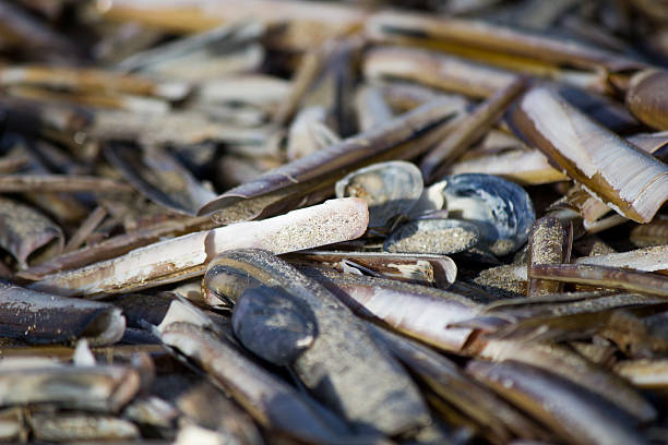 Razor clams on the beach Razor clams on the belgian coast razor clam stock pictures, royalty-free photos & images